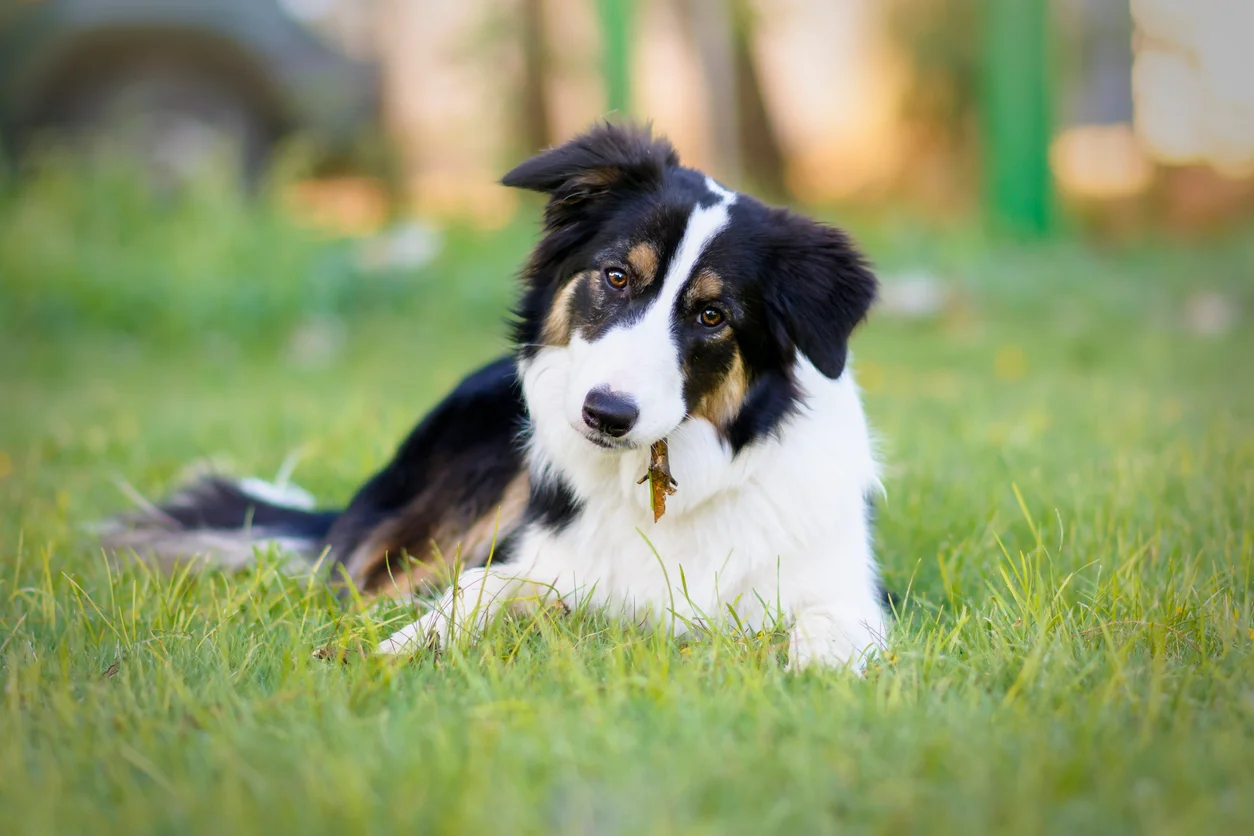 Photo Border Collie
