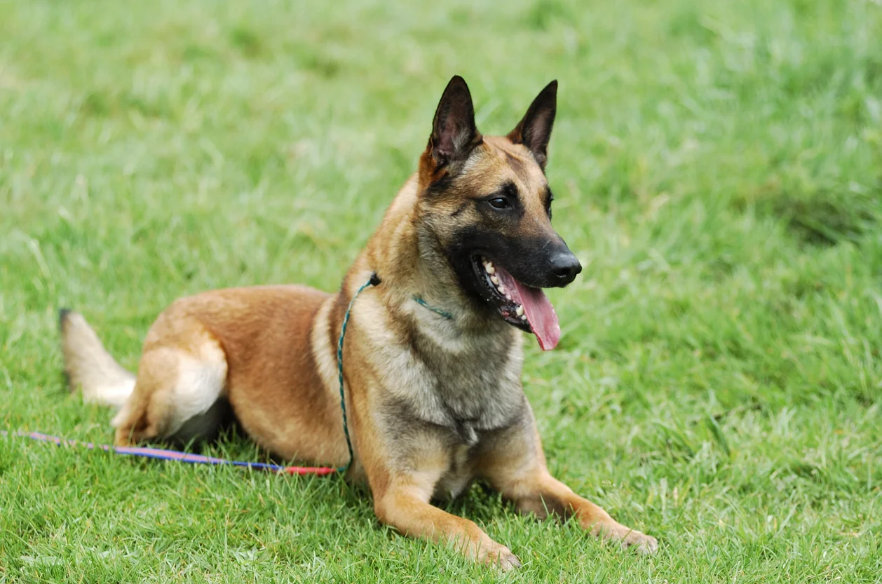 Photo Malinois